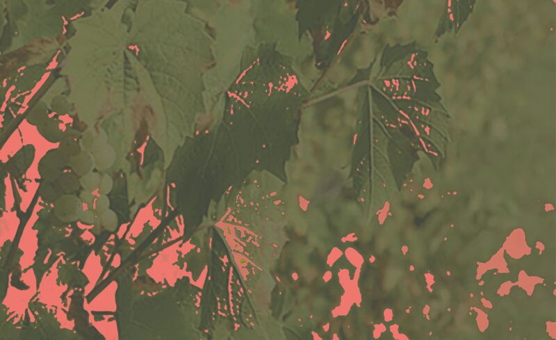 Abbildung von Weinreben