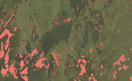 Abbildung von Weinreben farblich verfremdet