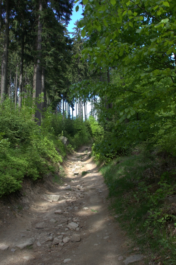 Ein unbefestigter Weg durch schlesische Wälder